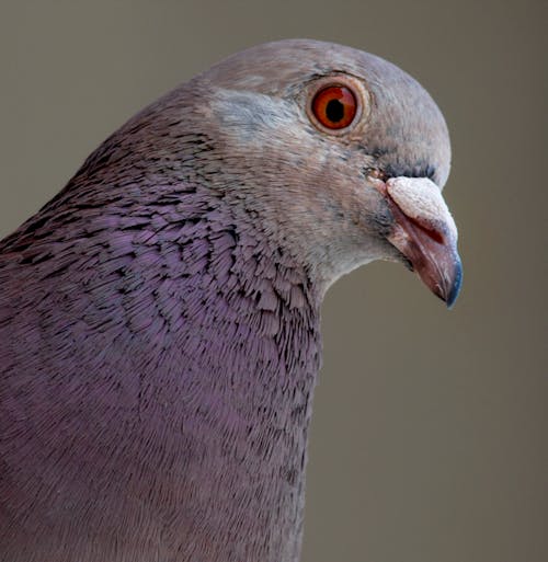 紫色和灰色的鸽子