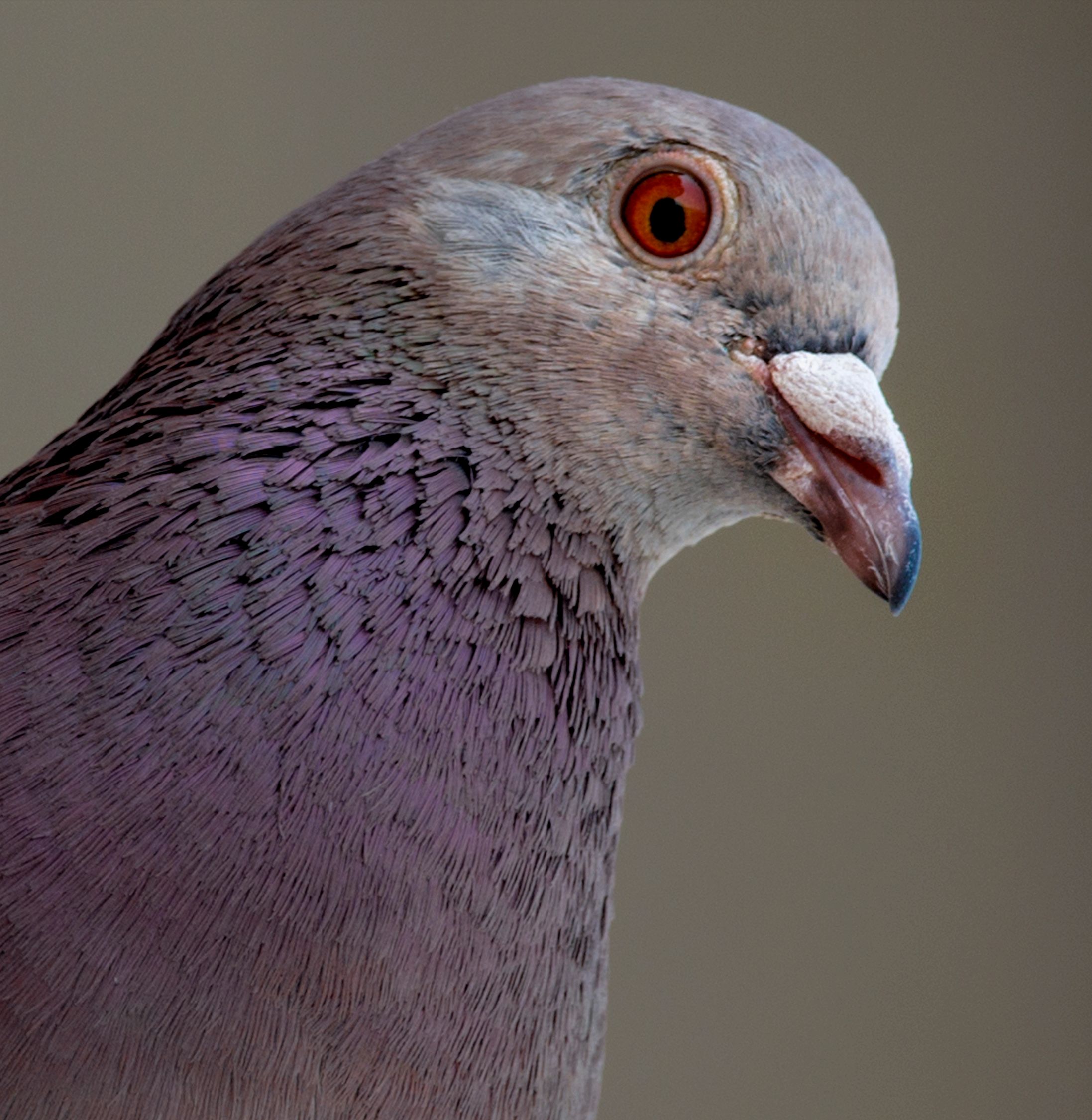 Purple And Gray Pigeon Free Stock Photo Purple And Gray Pigeon Free Stock Photo