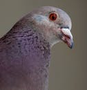 南非博卡鲁拍摄的一只岩鸽头部特写
