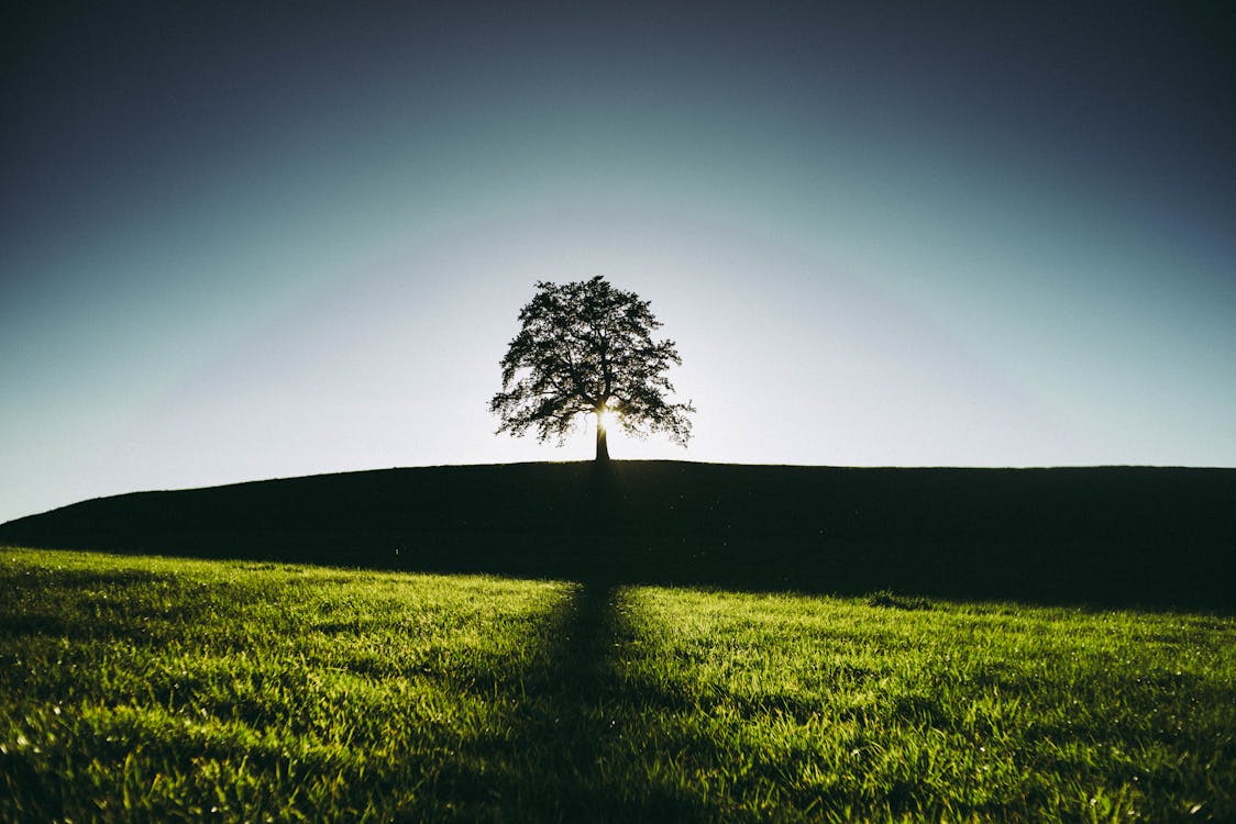 Free Silhouette of a Tree Stock Photo