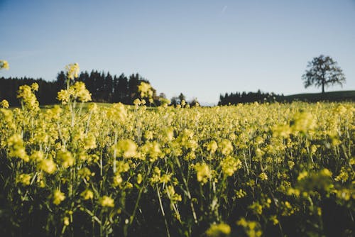 Bed of Yellow Petaled Flower