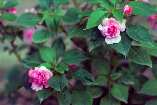 Close-up of vibrant pink impatiens flowers blooming in natural surroundings.