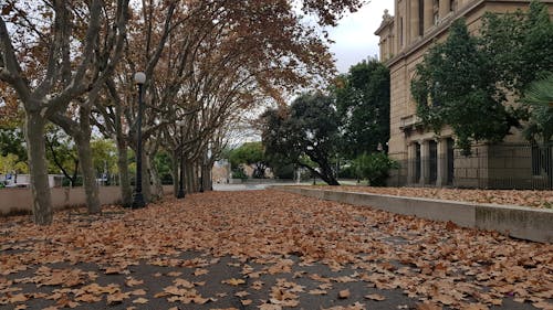 Fotos de stock gratuitas de color de otoño