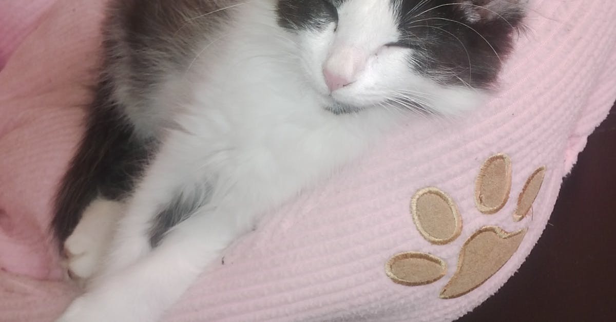 Free stock photo of kitten, sleeping