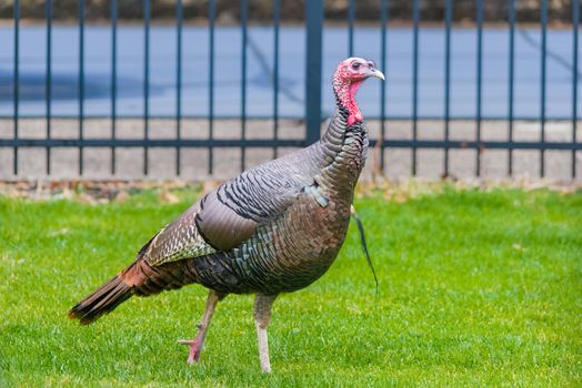 Wild Turkeys Are Taking Over Ottawa Neighbourhoods — And Residents Are Losing