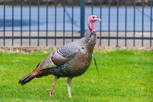 Free Close-up of a wild turkey walking on a lush green lawn in Southborough, Massachusetts, showcasing vibrant plumage. Stock Photo