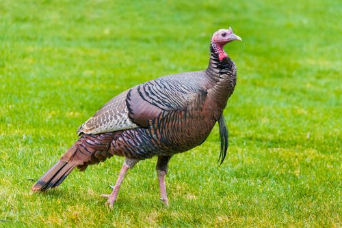 Free A wild turkey standing on vibrant green grass, photographed outdoors in Southborough, MA. Stock Photo