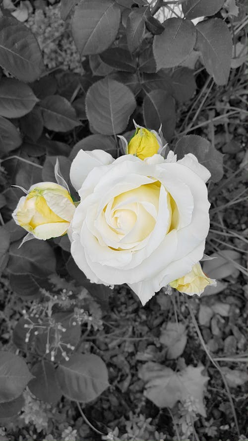 Imagine de stoc gratuită din trandafiri