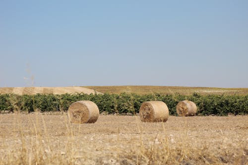 Rolls of Hay Bales on Farm Field