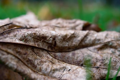 Free stock photo of brown, dead, dead leaf Stock Photo