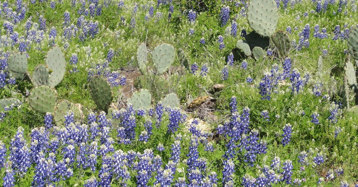 Free stock photo of bluebonnets, cactus, flowers