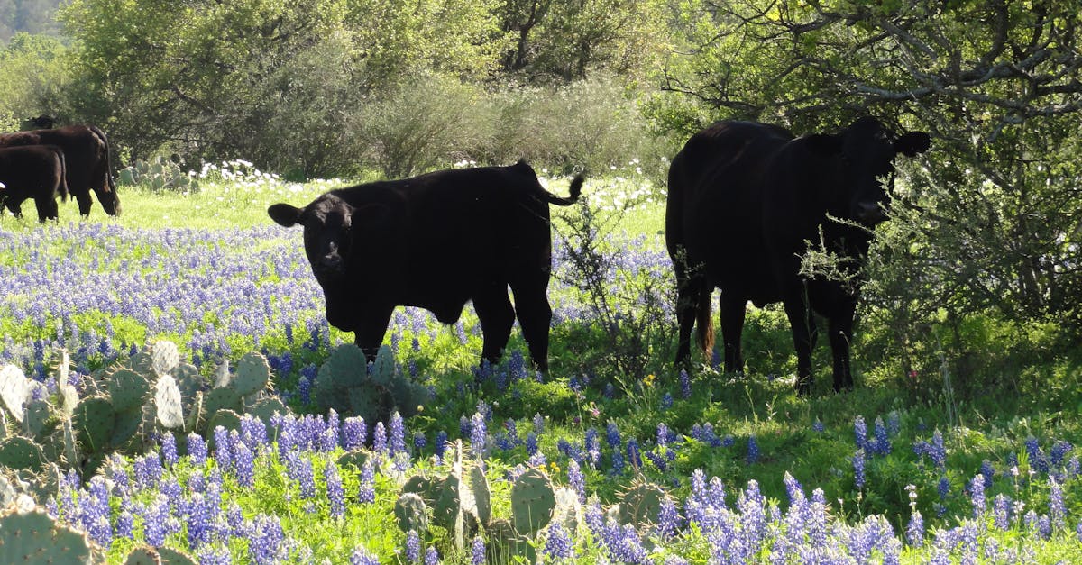 Free stock photo of bluebonnets, cattle, flowers