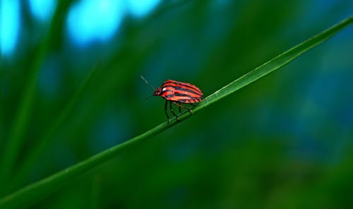 Free Red Striped Beetle Sitting on a Leaf Stock Photo