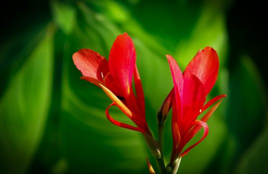 Beautiful Canna Indica Flowers in Tilt Shift Lens