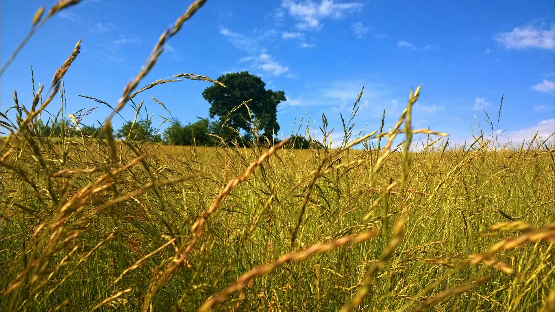 Green Plantation Field Under Blue And White Cloudy Sky Free