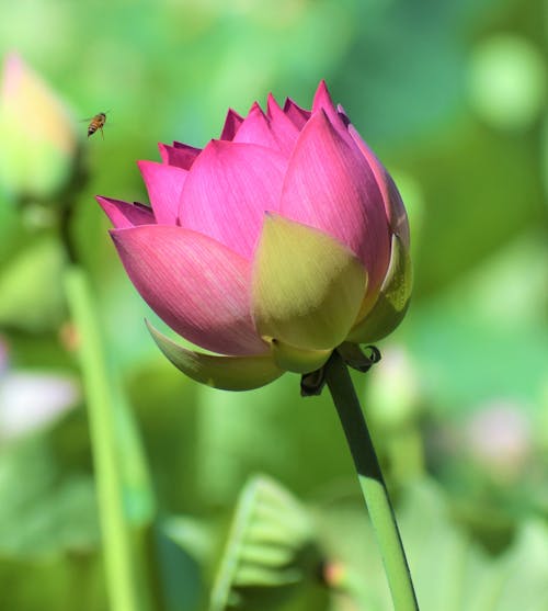 Gratis Fotos de stock gratuitas de belleza en la naturaleza, de cerca, flor Foto de stock