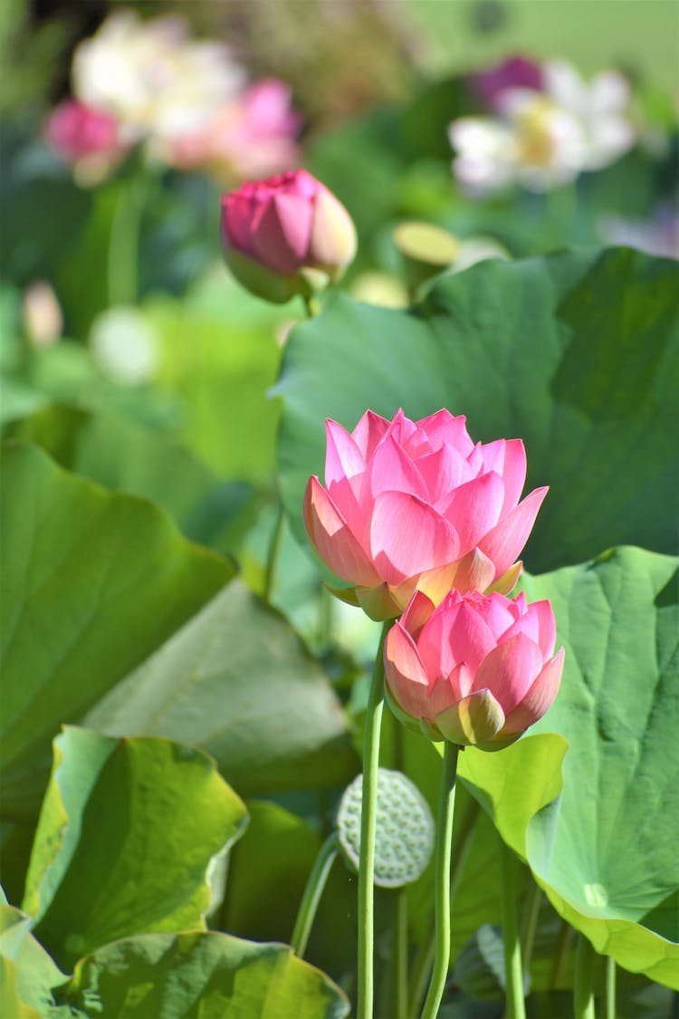 Pink Lotus Water Lily Flowers