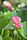 lotus flowers