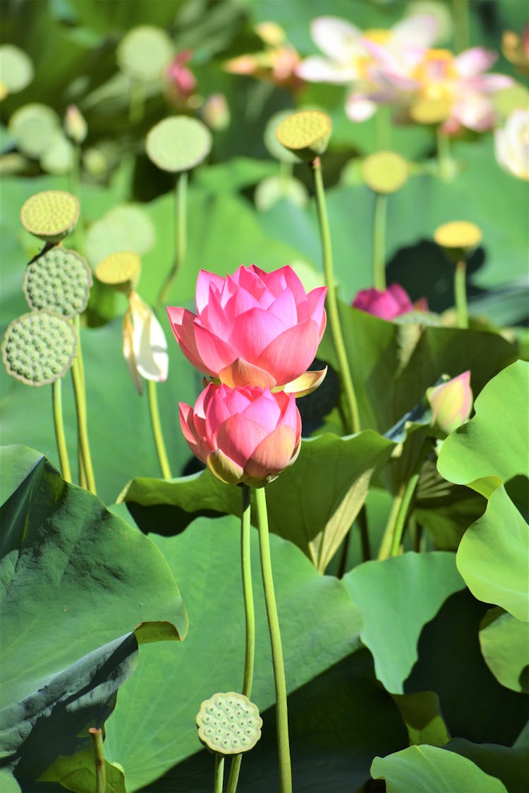 Pink Lotus Water Lily Flowers