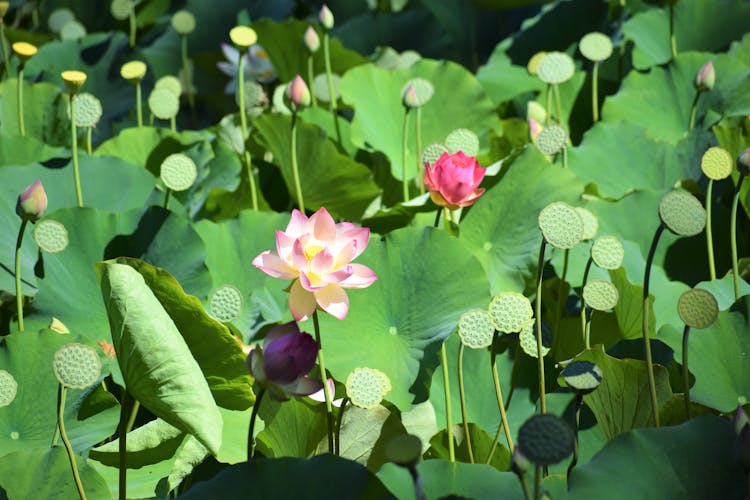 Pink Lotus Water Lily Flowers