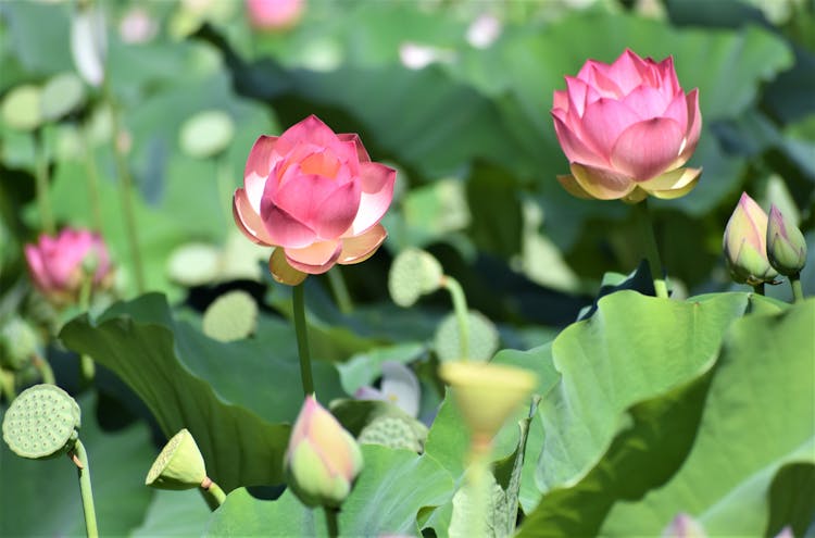 Pink Lotus Water Lily Flowers