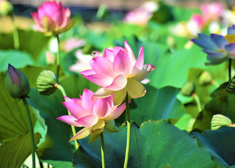 Pink Lotus Water Lily Flowers