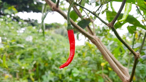 Free stock photo of chili, red