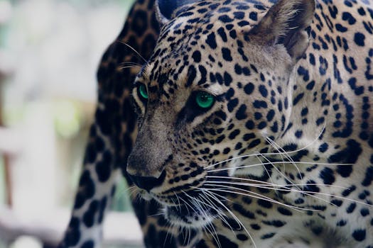 Shallow Focus Photo of Leopard