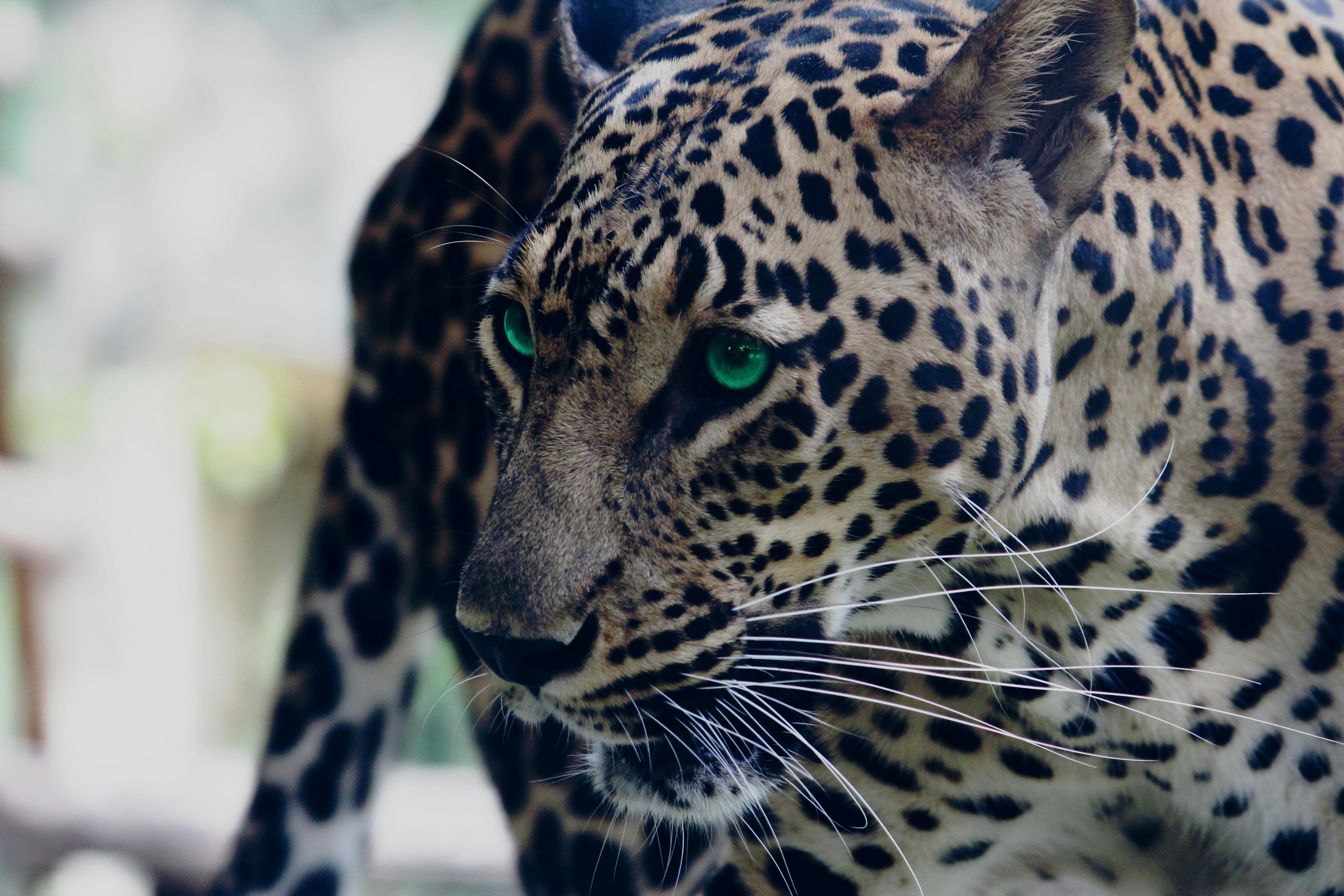 4,869 Green Leopard Stock Photos, High-Res Pictures, and Images - Getty  Images