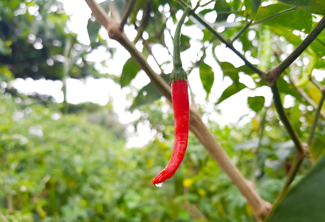 คลังภาพถ่ายฟรี ของ พริก, สีแดง