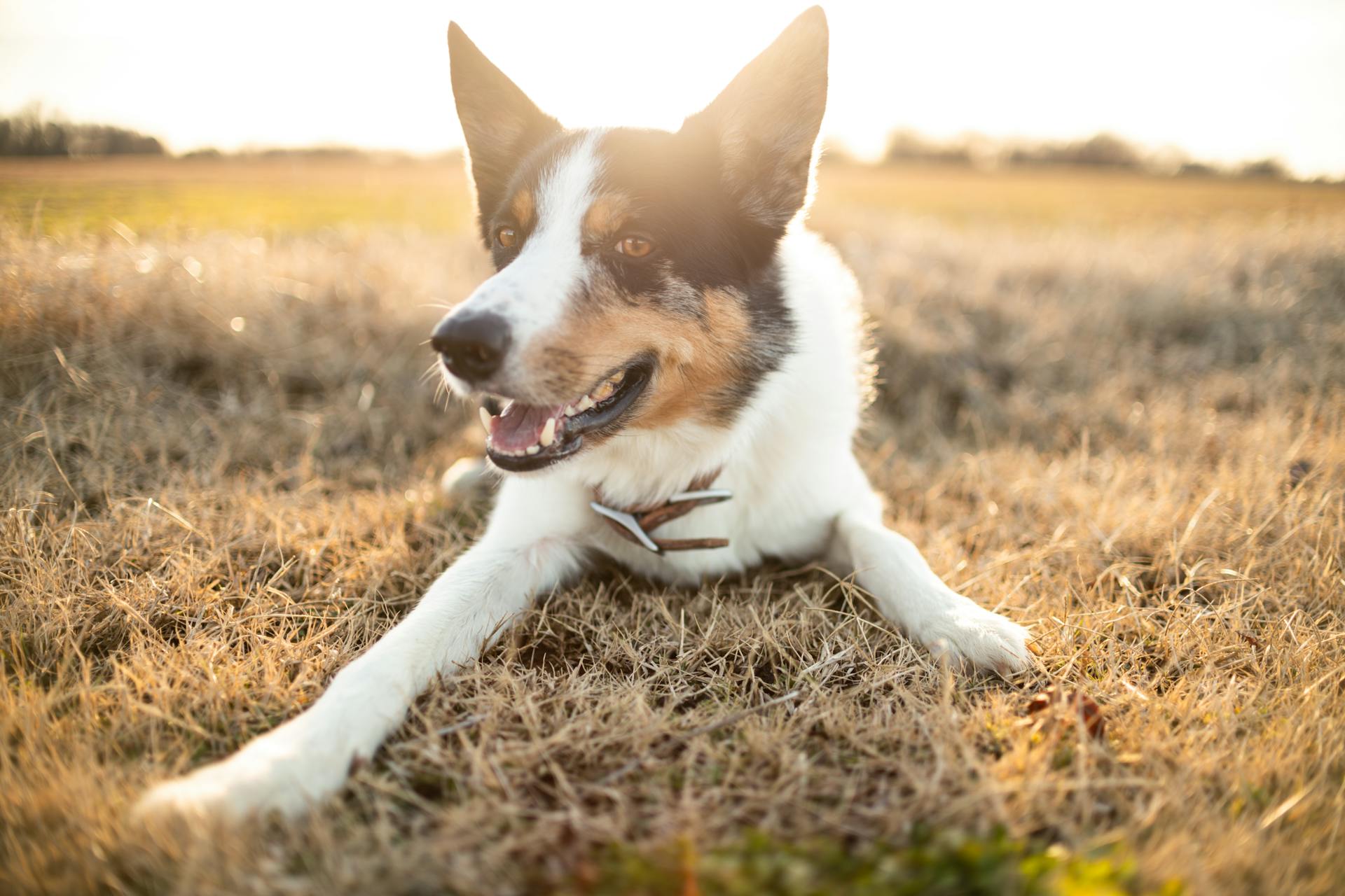 Close-Up Shot of a Border Collie Lying on a Grassy Field