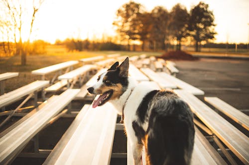 Free A Border Collie Standing on a Bleacher Stock Photo