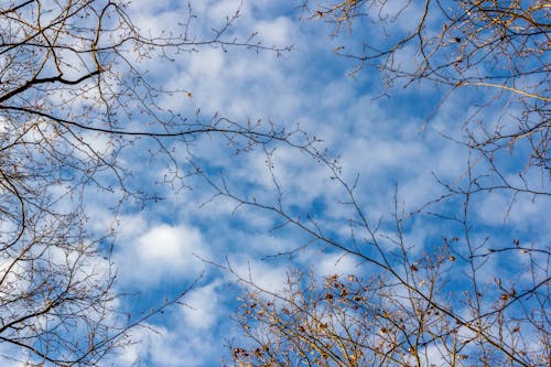 Безкоштовне стокове фото на тему «блакитне небо, гілки, гілочки»
