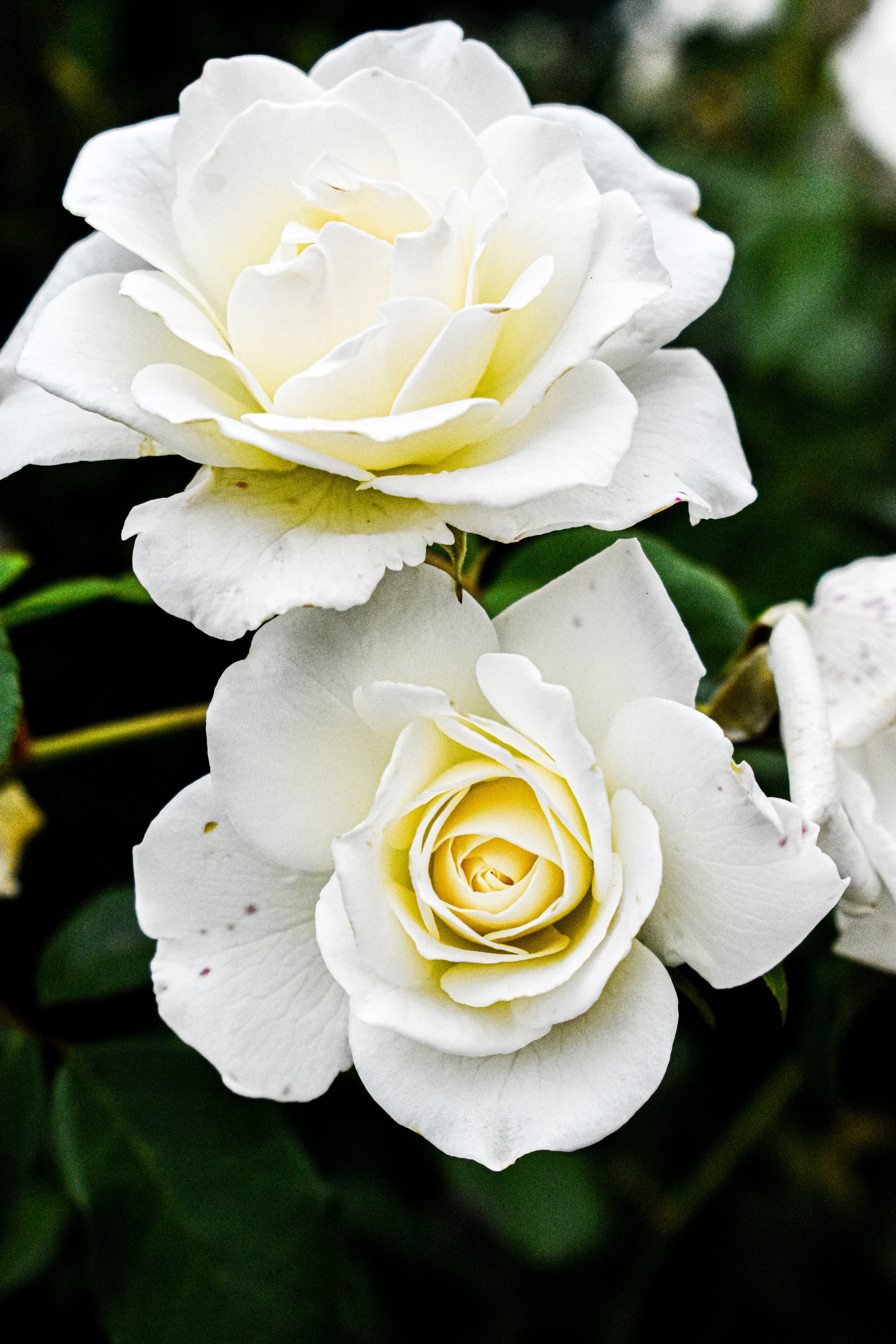 Close-up of White Roses · Free Stock Photo