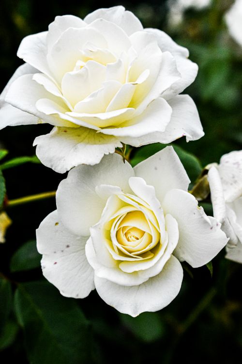 Close-up of White Roses · Free Stock Photo