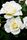 white rose