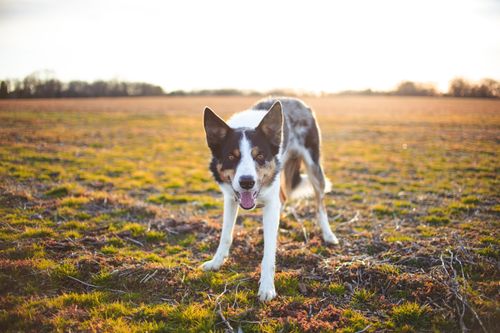 Free A cheerful Border Collie eagerly explores a wide open field during a warm sunset. Stock Photo