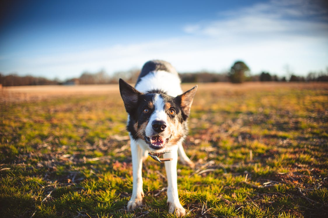 Free White and Black Border Collie on Grass Field Stock Photo