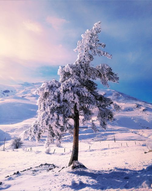 Free A serene winter landscape showcasing a snow-laden tree on a peaceful hillside, capturing the beauty of a chilly season. Stock Photo