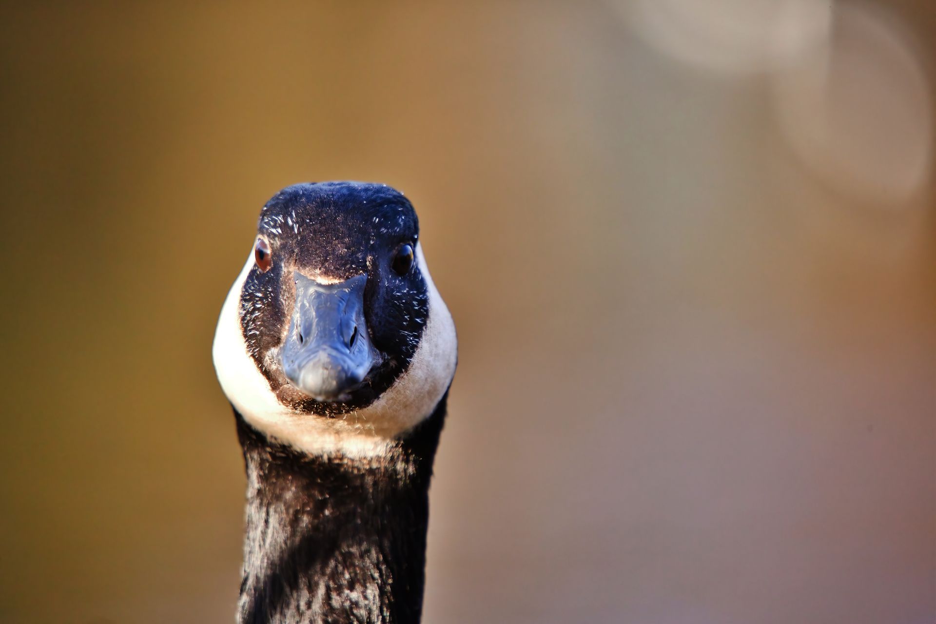 Detailed shot of a Canada Goose (Branta canadensis) with a blurred natural background.