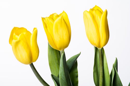 Безкоштовне стокове фото на тему «білий фон, впритул, жовті тюльпани»