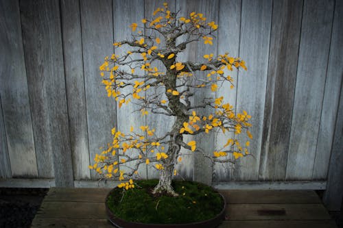 Fotos de stock gratuitas de árbol, bonsái, crecimiento