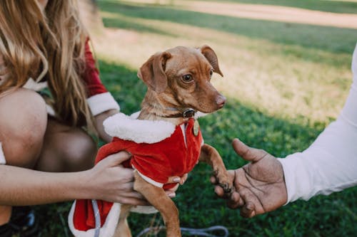 Femme En Pull Blanc Tenant Un Chien à Poil Court Brun