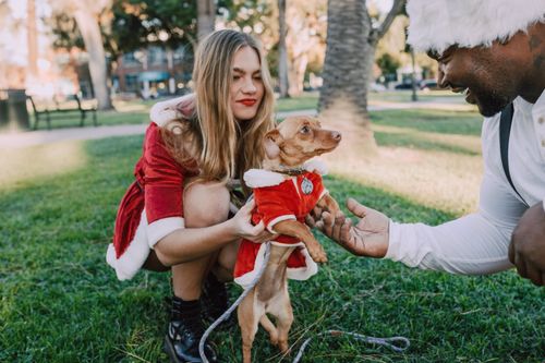 Free Joyful outdoor holiday scene with a dog in a Santa outfit and people sharing festive spirit. Stock Photo