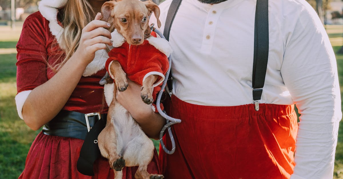 毛孩專屬樂園!台北國際寵物展本週登場