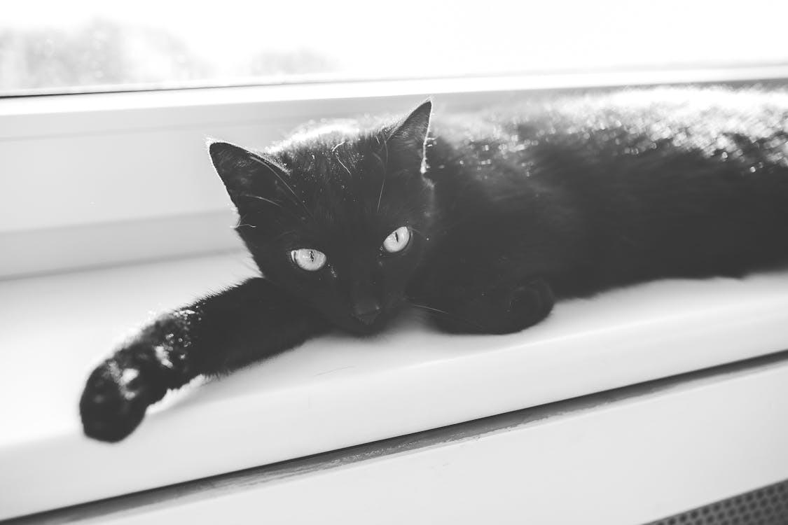 Free Black cat Stock Photo