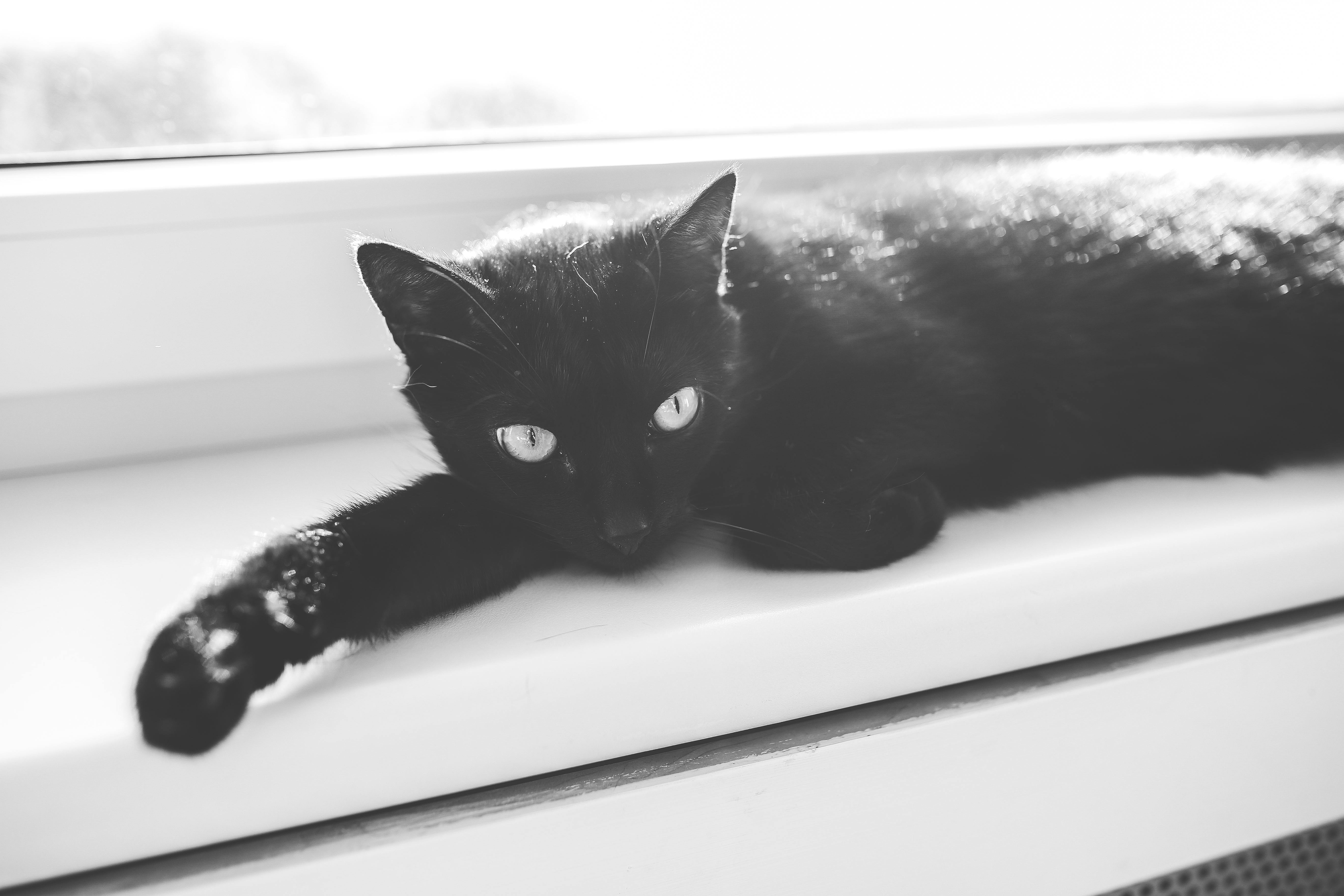 Black cat · Free Stock Photo