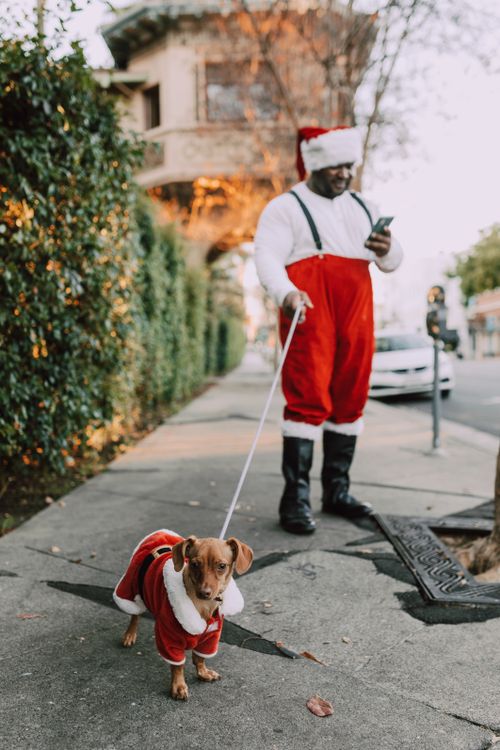 Free Man in Santa costume using cellphone while walking a dog dressed in matching outfit on a city sidewalk. Stock Photo
