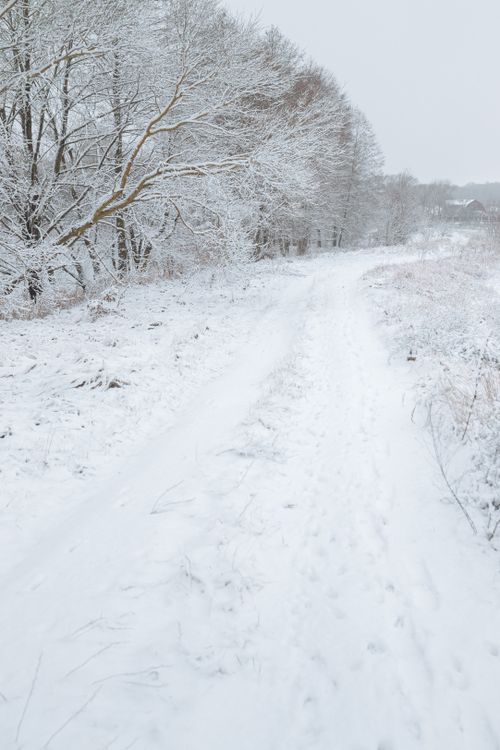 Free Peaceful rural winter scene with a snow-covered path through a forest lined with bare trees. Stock Photo