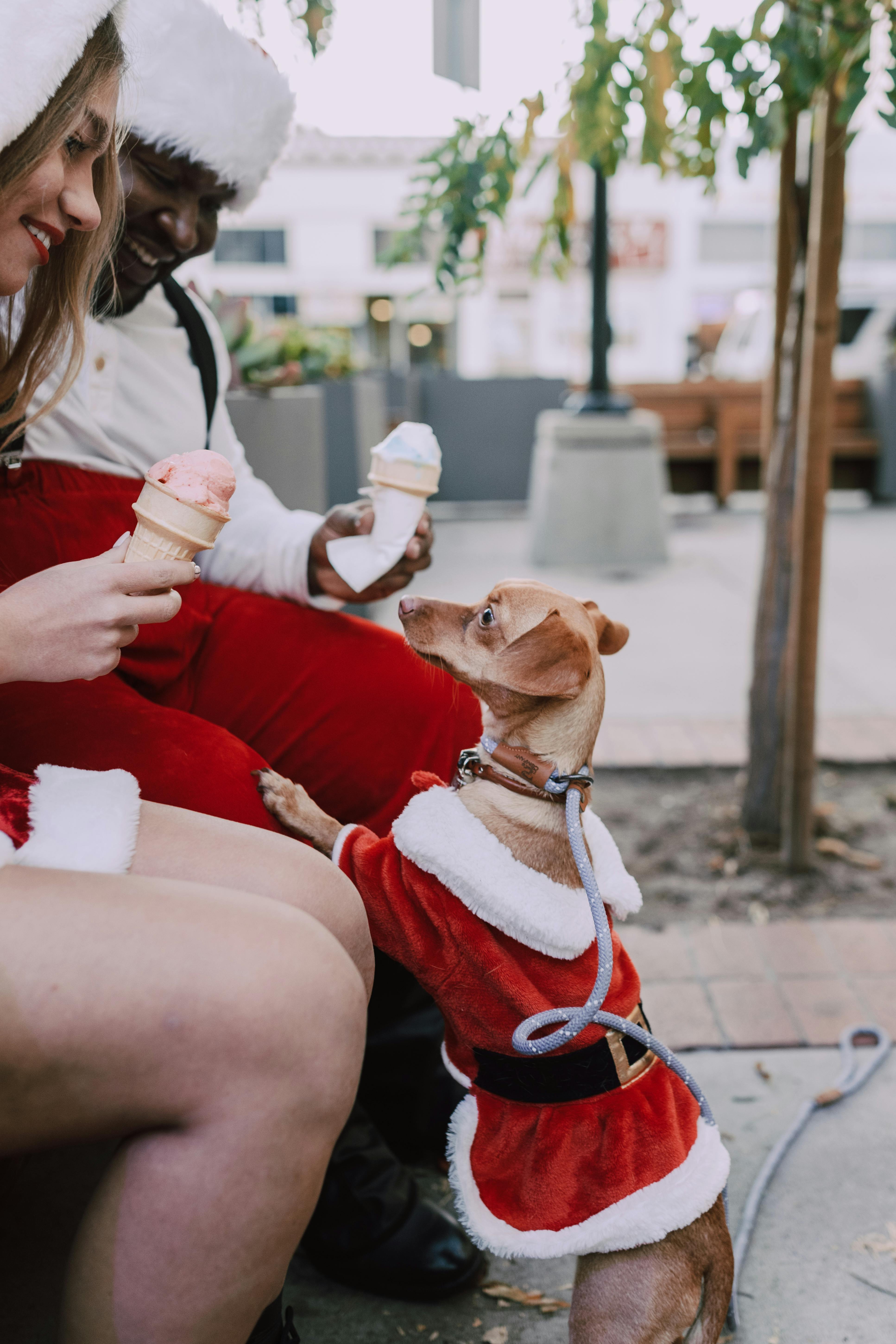 woman in red sweater carrying brown chihuahua